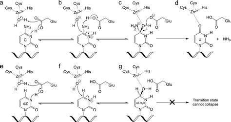 Mechanism of deamination by A3 enzymes on dC and dZ showing key ...