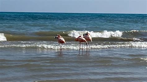 Rare sighting: Five flamingos spotted on Wisconsin beach | WFRV