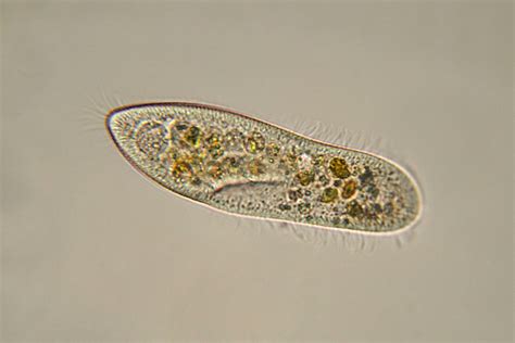 Examples Of Protists For Kids