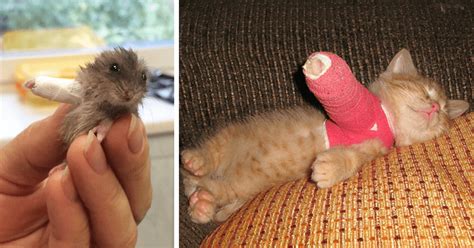 10+ Animals In Tiny Casts That You Won’t Be Able To See Without Saying Awww