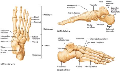 Flat Feet - Causes In Adults & Children, Symptoms, Exercises & Treatment