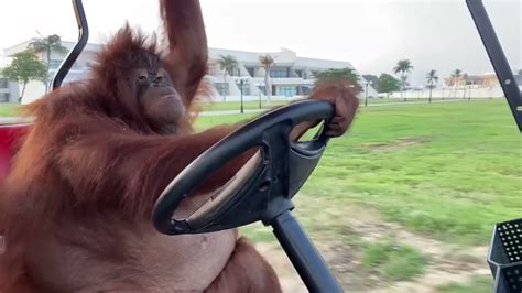 Orangutan driving golf car - YouTube