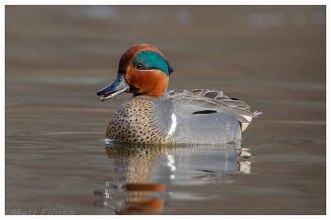 Green-winged Teal (male) | Bird photography, Bird carving, Bird