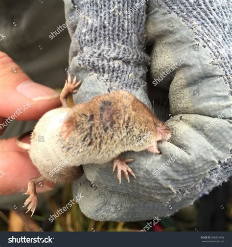 3,947 Mouse Bite Images, Stock Photos & Vectors | Shutterstock