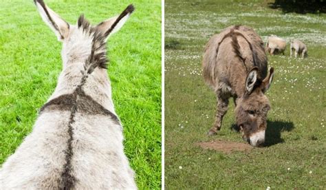 Why Do Donkeys Have a Cross on Their Back? - Helpful Horse Hints