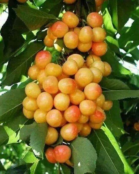 Yellow cherry Fruit Plants, Fruit Garden, Garden Trees, Fruit Trees ...