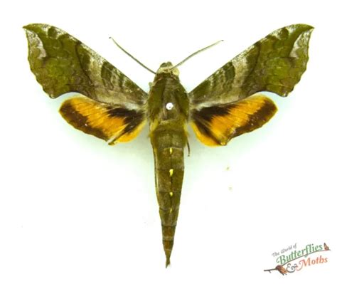 XYLOPHANES PLUTO THE Pluto Sphinx Hawk Moth SET x1 A1- Entomology *NICE ...