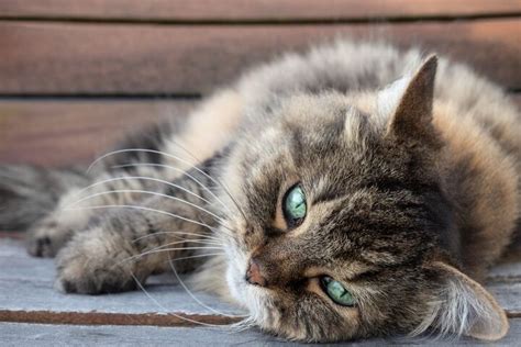 Senior Cat Care Tips: The Basics | PetGuide