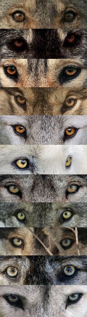 Wood 4 All – Just another WordPress site | Wolf eyes, Wolf eye color ...