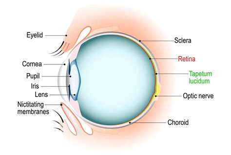 Cat Eyes: Anatomy, Function and Vision - Cat-World