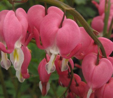 Dicentra spectabilis Bleeding Heart from Pleasant Run Nursery