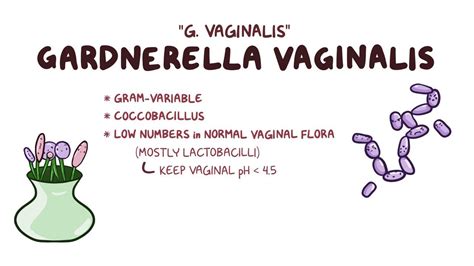 Gardnerella vaginalis (Bacterial vaginosis): Video | Osmosis