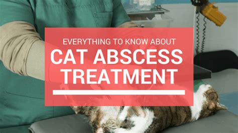 Cat Abscess Treatment: Everything You Need to Know | Cats Are On Top