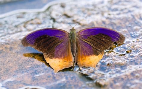 16 Purple Butterfly Meanings: What Do They Symbolize? UniGuide