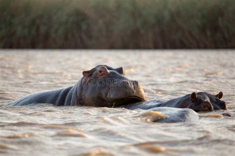 Family of Hippos in River in South Africa Stock Image - Image of ...