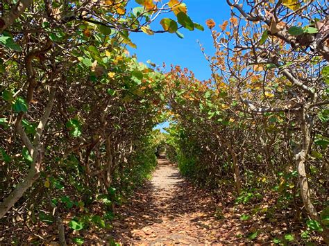 Blowing Rocks Preserve: This Florida Beach Will Blow You Away ...