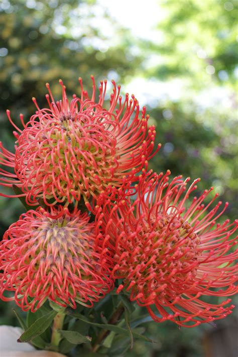 Fresh Orange Pin Cushion Protea Leucospermum Flower 3 | Etsy