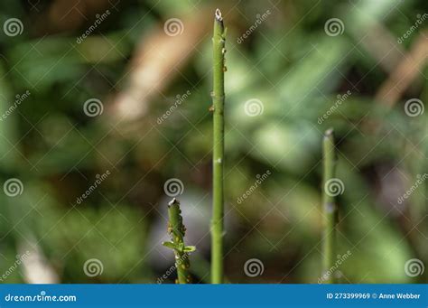 The Leaves of a Swan Plant are Just Starting To Regrow after the Plants ...