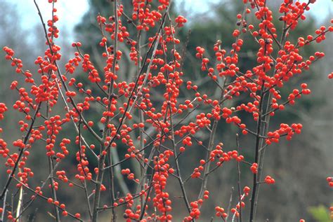 Ilex verticillata (common winterberry): Go Botany