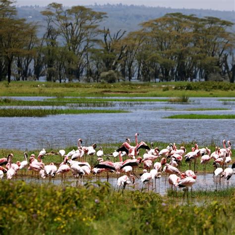 Pink flamingos return to Kenya’s Lake Nakuru after an eight-year ...