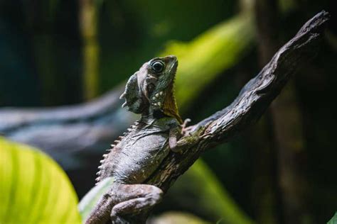 Cairns: Pre-Opening Guided Tour of the Cairns Aquarium | GetYourGuide