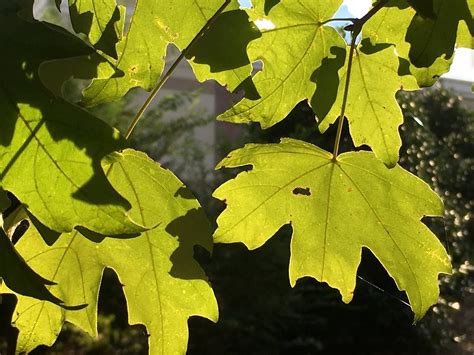 IMG_3554 October 5, 2018 | Early autumn green leaves. | Flickr