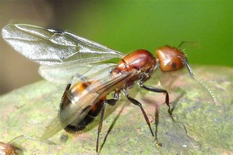 Are flying ants swarming around your house? This is how to get rid of them