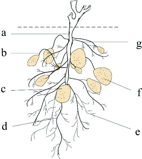 Tuber Diagram