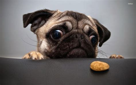 Pug wanting the cookie wallpaper - Animal wallpapers