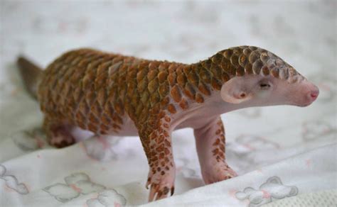 Baby Pangolin | Baby pangolin, Baby zoo animals, Pangolin