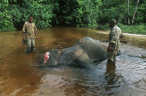 Elephant poaching up in Central Africa - SFGate