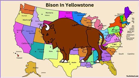 Bison In Yellowstone: Everything You Need To Know