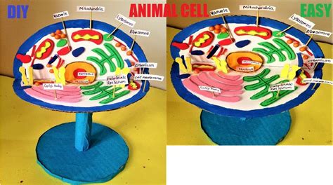 Animal Cell 3D Model for School Science Project - Science Projects ...