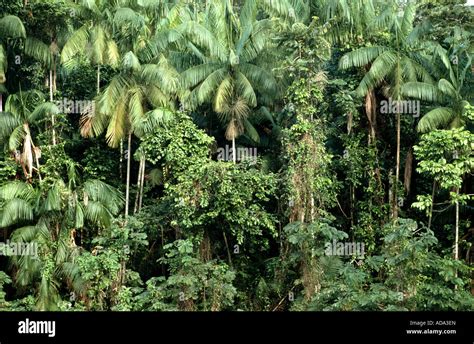 rainforest in French Guiana Stock Photo - Alamy