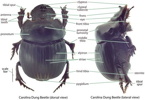 Scarab anatomy | Hawaiian Scarabs