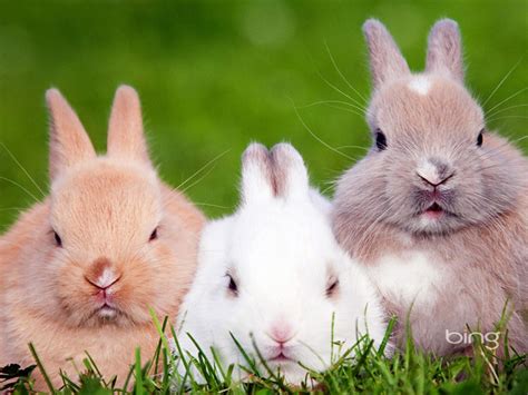 🔥 Free download Windows Bing theme cute rabbit grass widescreen HD ...