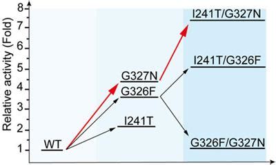 Frontiers | Highly efficient production of rebaudioside D enabled by ...