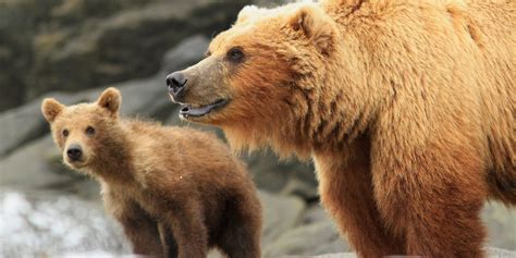 Mothers & Cubs: Grizzly Photo Roundup