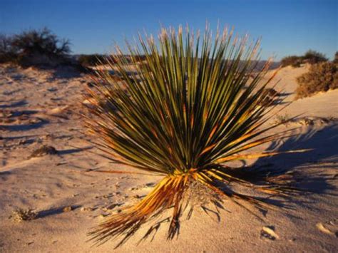 10 Facts about Desert Plants | Fact File