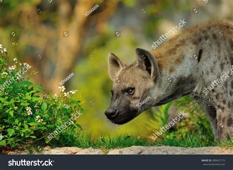 Spotted Hyena Portrait Known Laughing Hyena Stock Photo 300427175 ...