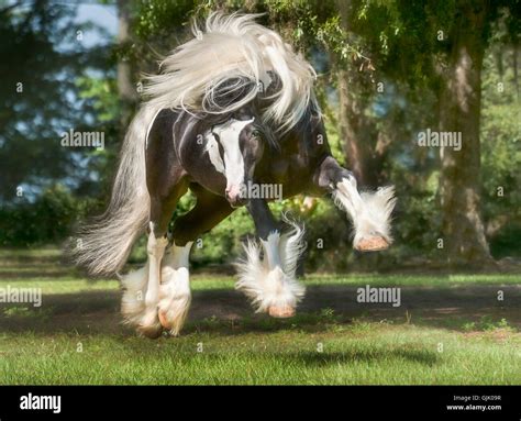 Gypsy Vanner Horse stallion bucks and plays in green pasture Stock ...