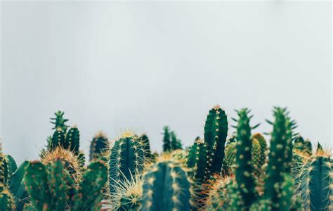 Cactus Landscape Wallpapers - Top Free Cactus Landscape Backgrounds ...