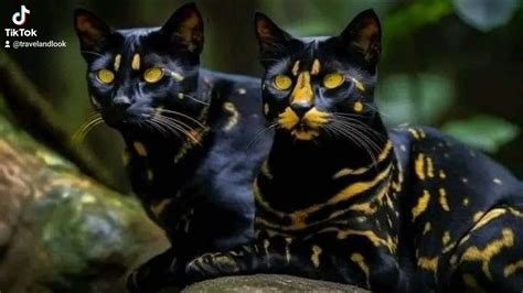 The discovery of a new type of wild cat called "Felis Salamandra".# ...