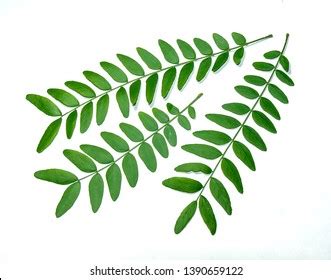 African Acacia Tree Leaves