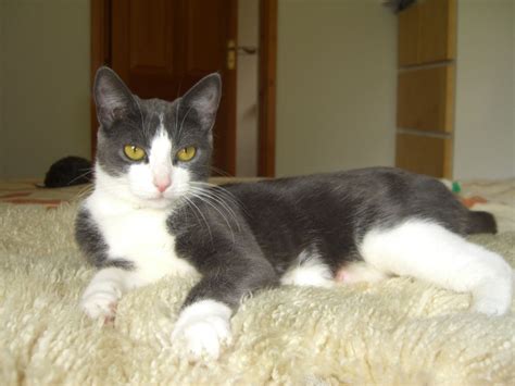 Mia - 1 year old female Grey and White Domestic Short-Haired Cat for ...