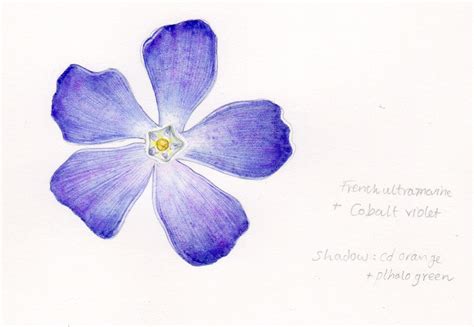 Step by Step Periwinkle flower botanical illustration - Lizzie Harper ...