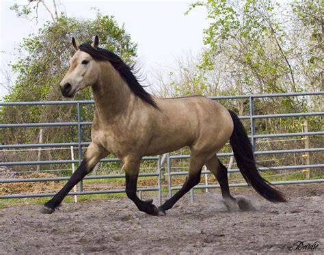 Buckskin Arabian Horse - Horses Of Your Dream - Stable Express