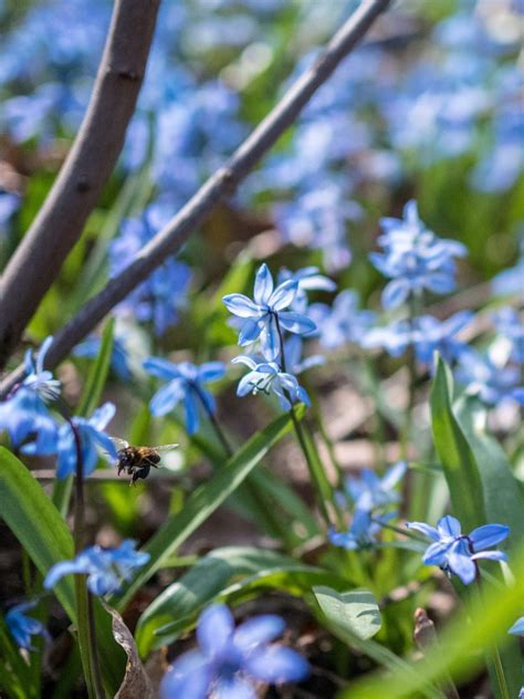 20+ Bluebell Woods Walks in Yorkshire - Yorkshire Tots to Teens