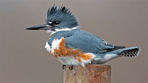 Belted Kingfisher | Audubon Field Guide