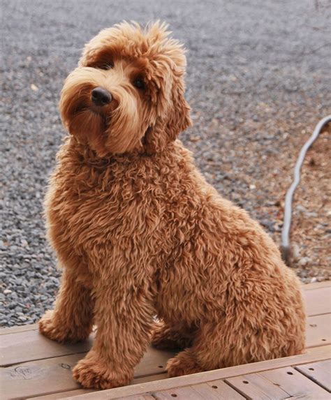 A double doodle ( goldendoodle / labradoodle mix) | Голдендудль ...